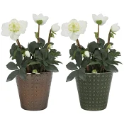 Julros i plåtkruka 13cm.