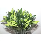 Liljor Longiflorum 3-pack.