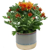 Arrangemang Krysantemum i kruka 10,5 cm.