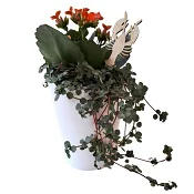 Arrangemang Kräftskiva 9cm.