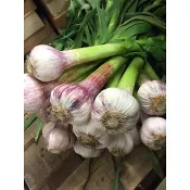 Vitlök Sprint Primor.