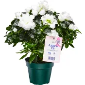 Azalea Vit 12cm kruka Höjd 23cm Rosa Bandet ICA.