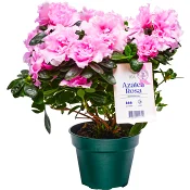 Azalea Rosa 12cm kruka Höjd 23cm Rosa Bandet ICA.