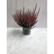 Calluna Beauty ladies 12 cm.