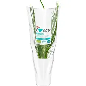 Gräslök i kruka Ekologisk 1-p KRAV Klass 1.