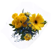 Bukett Student 50cm gul-blå.