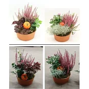 Höstarrangemang 18 cm.