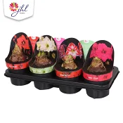 Amaryllis mix 14 cm.