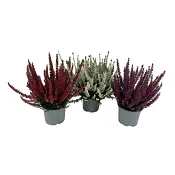 Ljung Calluna, 12cm varierande färger.