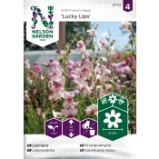 Lejongap, Lucky Lips.