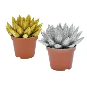 Echeveria färgad 10,5cm kruka.