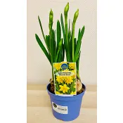 Påsklilja småblommig dubbelblommande 11cm kruka gul.