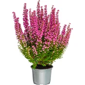 Ljung Erica Beauty Queen Rosa 10,5 cm.