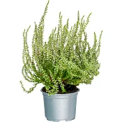 Ljung Calluna vit 10,5 cm.