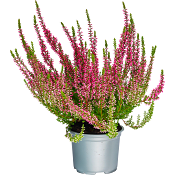 Ljung Calluna röd 10,5 cm.