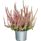 Ljung Calluna Rosa 10,5 cm.