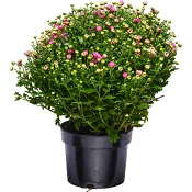 Bollkrysantemum 17cm kruka varierande färger.