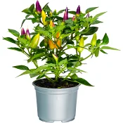 Prydnadspeppar 10,5cm kruka Höjd 28cm varierande färger.