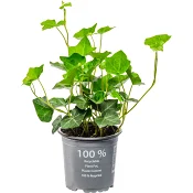 Murgröna Utomhus 11cm kruka 15cm långa rankor.