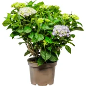 Trädgårdshortensia 21cm.