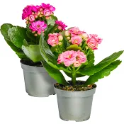 Kalanchoe mini dubbelblommande 6cm kruka Höjd 12cm varierande färger.