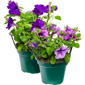 Hängpetuna storblommig 12cm kruka Höjd 25cm varierande färger.