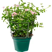 Tvillingsporre 12cm kruka Höjd 21cm rosa.