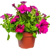 Hängpetunia storblommig 12cm.