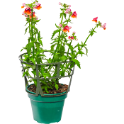 Nemesia tvåfärgade 12cm kruka varierande färger.