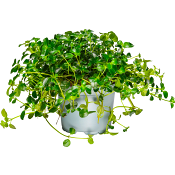 Pilea 12cm.