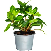 Peperomia 12cm.