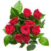 Rosor mixade färger 50cm 9-p Fairtrade ICA Rosa Bandet.