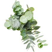 Eukalyptus 3-p 50cm.