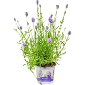Lavendel ICA 12 cm.