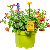 Sommarblommor mix ICA 19cm.