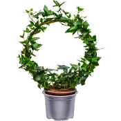 Murgröna båge 12cm kruka ICA.