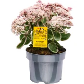 Kärleksört 17cm ICA Älskas av bin.