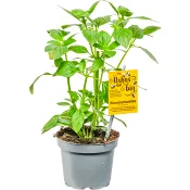 Blomsterbasilika 13 cm ICA.