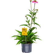 Solhatt 14 cm ICA Älskas av bin.