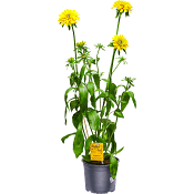 Rudbeckia 17cm ICA Älskas av bin.