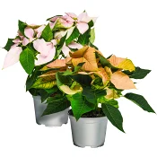 Höststjärna Rosa Bandet Mix 12cm.