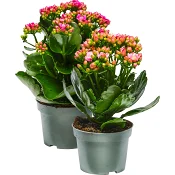 Kalanchoe RB 10,5cm mix.