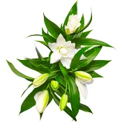 Orientaliska Liljor lyx 3-p 60 cm Exklusiva sorter med stora knoppar Varierande färger.