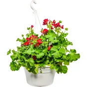 Ampel pelargon 27 cm.