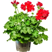 Kärlekspelargon 14cm kruka Höjd 28cm röd.