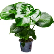Monstera 14cm.