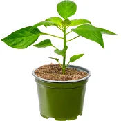 Paprikaplanta 11,5 cm.