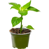 Chiliplanta 11,5 cm.