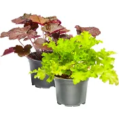 Alunrot 11,5cm kruka varierande färger.