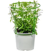 Lobelia vit 12cm.
